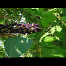 Die Blüten einer Ranke